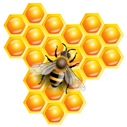 Honeycomb and Bee Background vector image