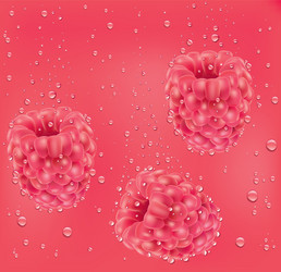 fresh raspberry falling to the juice vector image