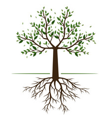shape of tree with leaves and roots vector image