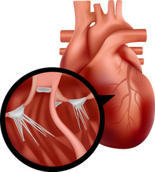 Realistic human heart with cross-section close-up vector