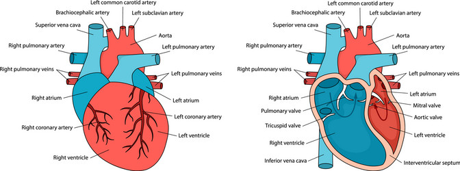 Anatomically correct heart with descriptions vector