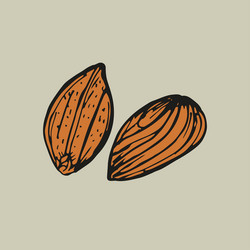 almond nuts sketch outline in color simple vector image