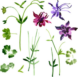 Watercolor Aquilegia Flowers Set Vector Image