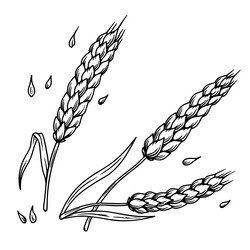 wheat spikelet in engraving style design element vector image