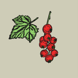 currant berry sketch outline in color simple vector image