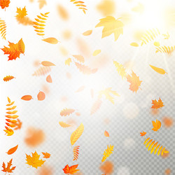 effect of autumn falling leaves layer with shallow vector image