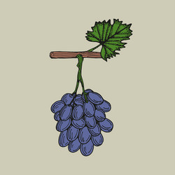 grapes sketch outline in color simple doodle vector image
