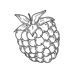 raspberry sketch vector image