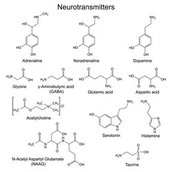 Basic neurotransmitters vector