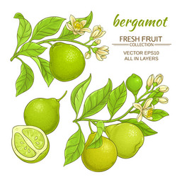 Bergamot elements set Royalty Free Vector Image