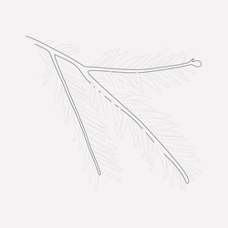 sequoia leaf icon line element vector image