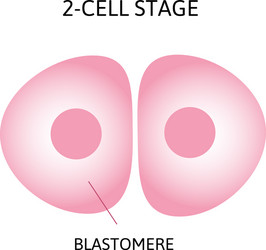 Morula Embryo Human Vector Images (92)