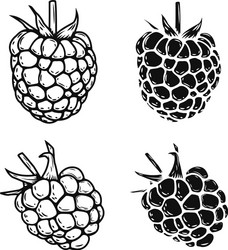 set of the raspberry icons isolated on white vector image
