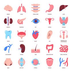 human organs icon set in flat style vector