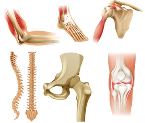 Realistic human skeletal system infographics Vector Image