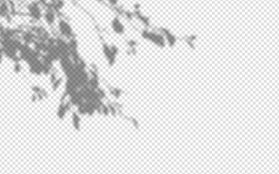 shadow overlay from a tree branch isolated vector image