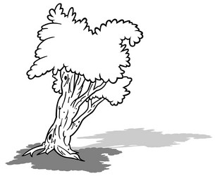 drawing of a leafy tree with two treetops vector image