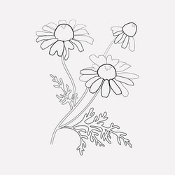 chamomile icon line element vector image