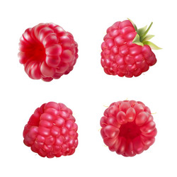 set raspberry vector image