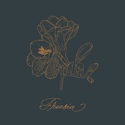 abstract line art freesia flower with color vector image