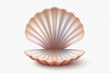 3d realistic open seashell with pearlescent vector image