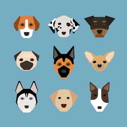 dogs in flat style vector