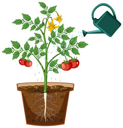 Tomato plant root in pot vector