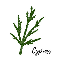 Cypress Tree Sketch Vector Images (over 320)