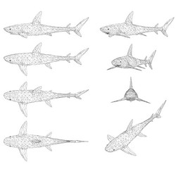 set with a wireframe of shark in different vector image