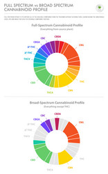 Full Spectrum vs. Broad Spectrum Cannabinoids vector image