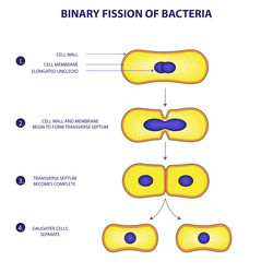 Bacterial Binary Fission Process vector image