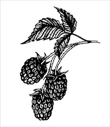 isolated element branch raspberry hand vector image