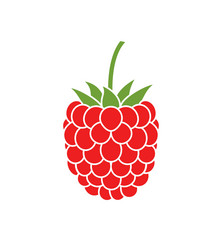 raspberry vector image