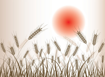 Background wheat ears Royalty Free Vector Image