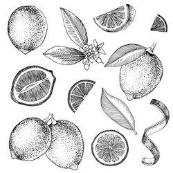 Hand Drawn Limes & Lime Branch vector image
