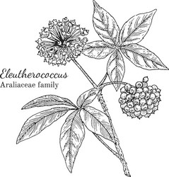 ink eleutherococcus hand drawn sketch vector image