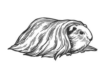 Scratchboard Guinea Pig Vector Image