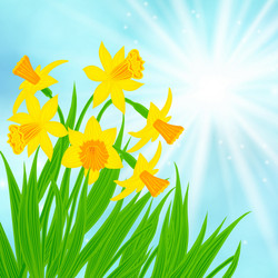 Spring card background with daffodils vector