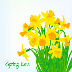 Spring card background with daffodils vector