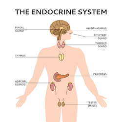 Endocrine System Diagram vector image