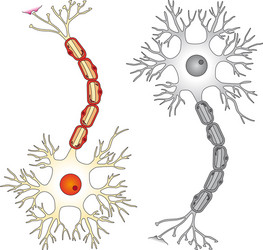 nervous system structures dendrite axon synapse diagram nervous system structures dendrite axon synapse diagram