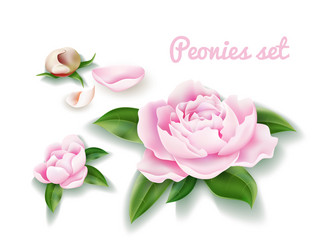 peony flower set buds blossom leaf petal Vector Image