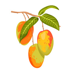 mango fruit hanging on tree branch with green vector