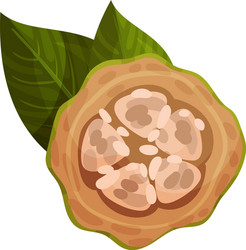 cocoa pod top view isolated on white background vector image