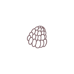 with raspberry sketch image vector image