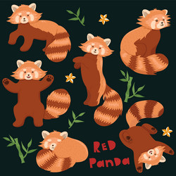 set red pandas in different poses graphics vector image