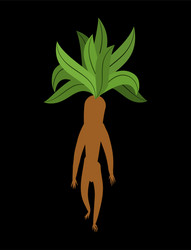 Mandrake root isolated legendary mystical plant vector