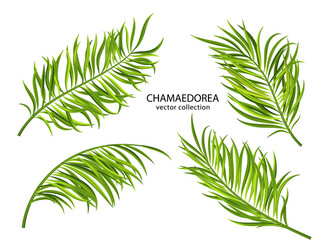Tropical Chamaedorea Leaves - Close-Up Vector Image