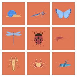 assembly flat bug snail butterfly dragonfly vector image