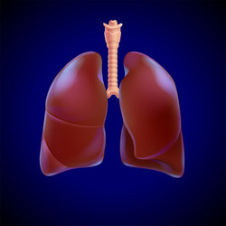 3d of the human lung partially transparent vector